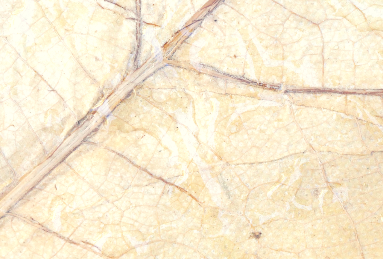 Leaf wallet, leaf bag, vegan wallet, vegan bag, leaf leather wallet, leaf leather bags, vegan bags, plant based leather, teak, sustainable, leather bags 6 wallets, leather puches